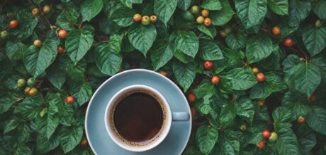 Comparação de Métodos Tradicionais e Modernos de Cultivo de Café e Chá