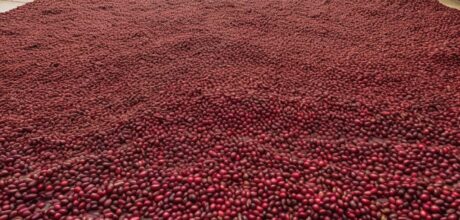 Processo via seca: café natural e suas nuances